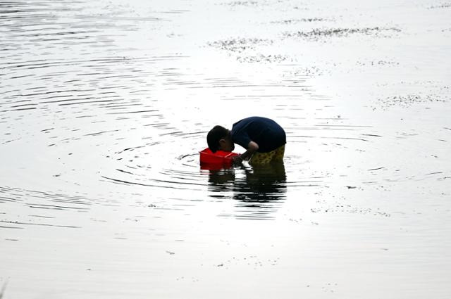 충남 금산군의 금강 상류에는 지루한 장마 끝, 무더위 속에 가족과 함께 강으로 피서를 온 한 어린이가 다슬기를 잡고 있다.