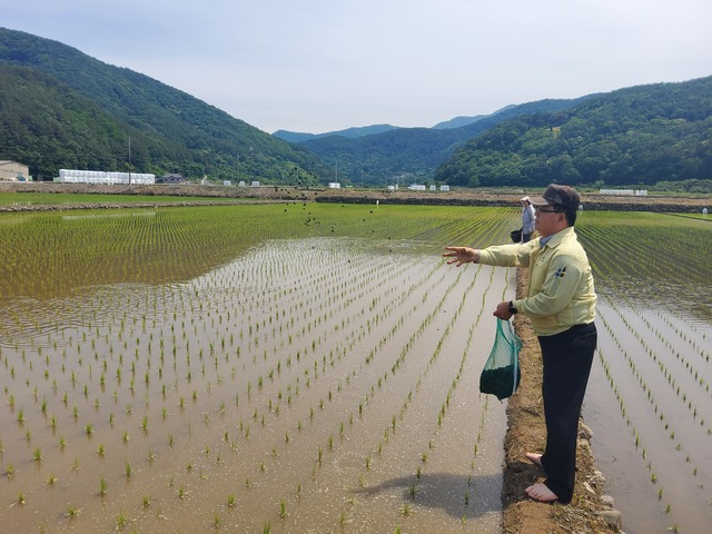 제초용 우렁이를 방사하고 있는 김종기 조합장.