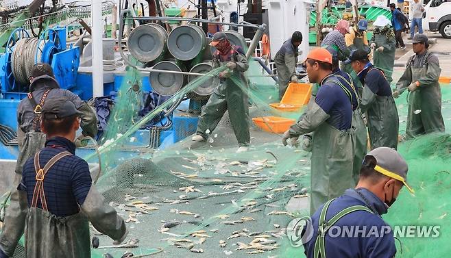 한림항 참조기 그물 작업 [연합뉴스 자료사진]