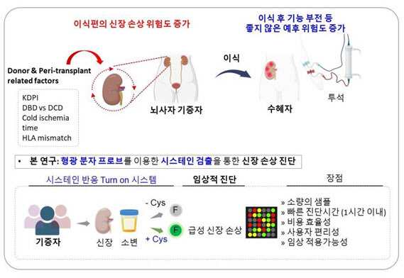 [연구 배경 모식도] 시스테인 수치를 감지하는 형광 분자 프로브를 활용한 신장 손상 진단.