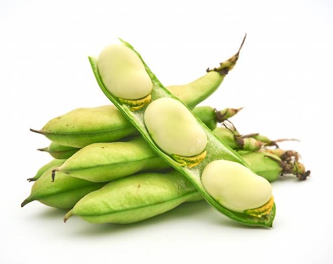 잠두는 단백질, 비타민, 섬유질 등 영양소가 풍부해 '슈퍼푸드'로 불리는 작물이다. 게티이미지뱅크 제공