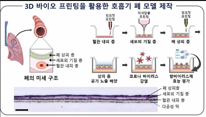 3D 바이오 프린팅을 활용한 폐 모델 제작 방법과 실제 폐 모델 단면도.[POSTECH 제공]