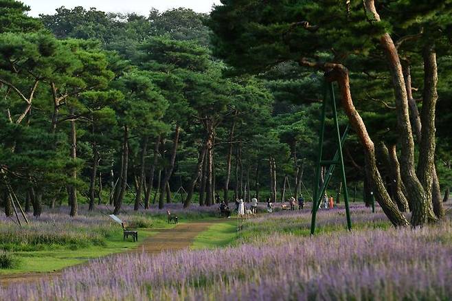 [수원=뉴시스] 수원 노송숲. (사진=경기도 제공) *재판매 및 DB 금지