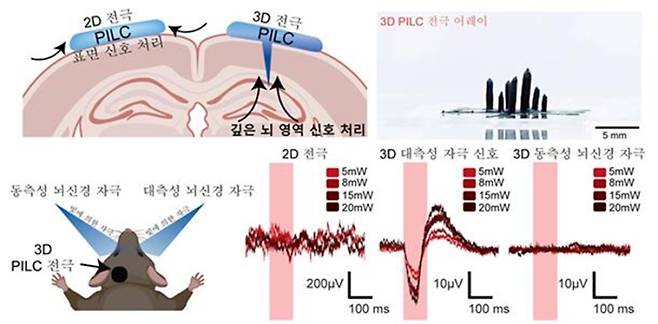 3D 전극 구조를 활용한 대측성 및 동측성 뇌신경 자극신호. KAIST