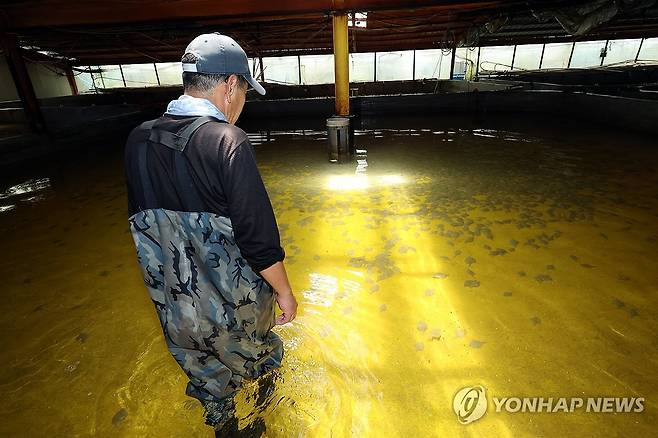 폐사로 텅 빈 강도다리 수조를 바라보는 작업자 (고흥=연합뉴스) 김혜인 기자 = 연일 무더위가 지속되는 7일 오후 전남 고흥군 두원면의 한 양식장에서 작업자가 강도다리를 살펴보고 있다. 2024.8.7 in@yna.co.kr