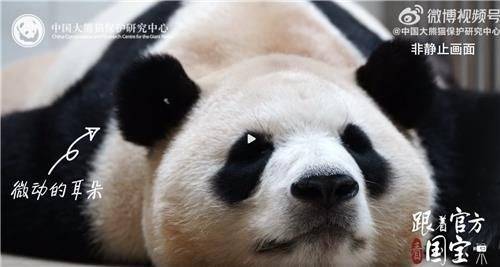 중국판다보호연구센터 홈페이지 캡처.[연합뉴스]