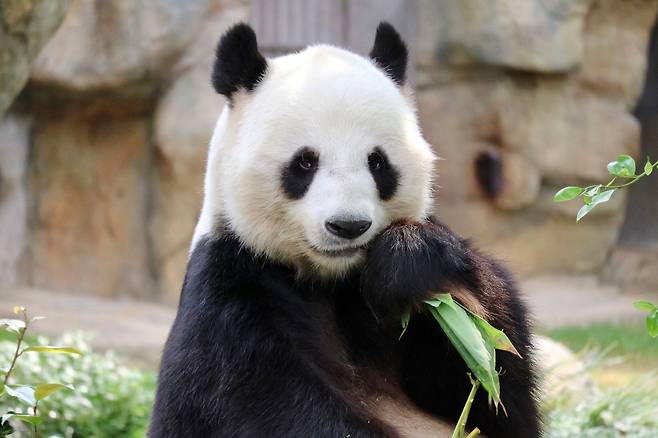 자이언트 판다 /오션파크 제공