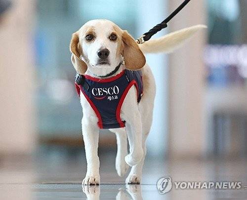 PYH2024080808170001300_P2.jpg 국내 최초 빈대 탐지견 \'세코\'