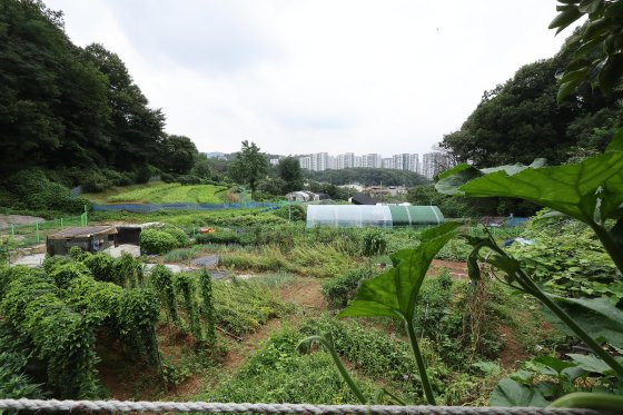 정부가 8일 부동산 관계장관회의를 열고 '주거안정을 위한 주택공급 확대방안'을 발표했다.   정부는 수도권 내 그린벨트(개발재한구역)를 해제해 올해와 내년 각각 5만 가구, 3만 가구 등 총 8만가구 규모의 신규 택지를 발굴할 예정이다.   세부 대상지는 오는 11월 발표 예정으로, 당장 오는 13일부터 서울 그린벨트 전역과 인접 수도권 지역 모두 '토지거래허가구역'으로 묶인다.   사진은 이날 그린벨트 해제지로 유력 거론되는 서울 서초구 내곡동 일대 개발제한구역 모습. 2024.8.8/뉴스1