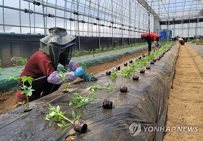 모종 심는 외국인 계절근로자 [연합뉴스 자료사진]