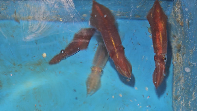 어창에 있는 한치 (사진, 강명철 기자)