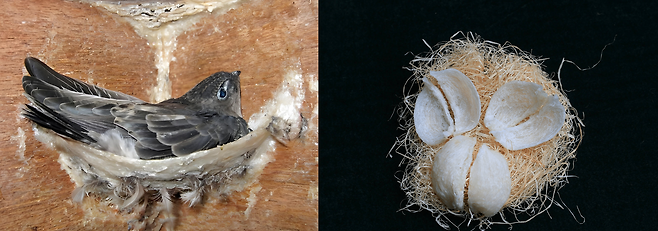 금사연과 제비집. 출처 : 바이두