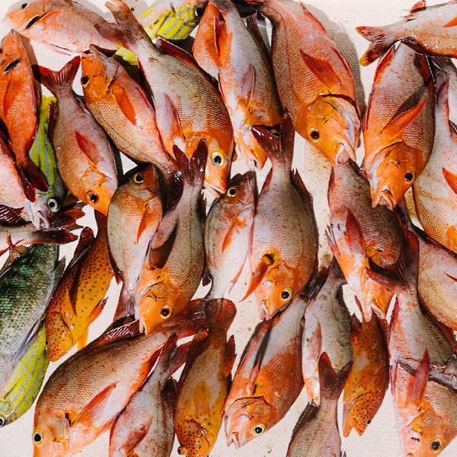 &nbsp;리조트에서 사용하는 대부분의 생선은 당일 낚은 것이다&nbsp;