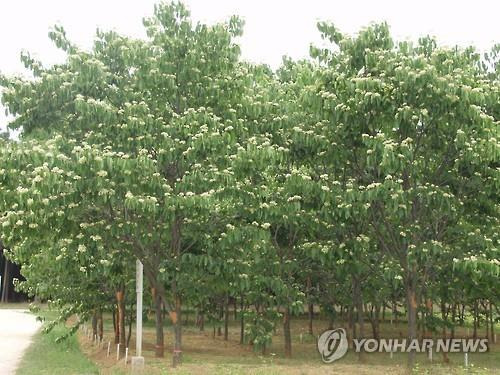 헛개나무  [연합뉴스 자료사진]