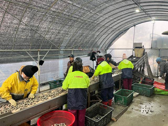 지난해 11월 화성 서신면 백미리 어촌계 어민들이 공동사업장에서 조개 등을 분류하고 있다. 백미리어촌계 제공