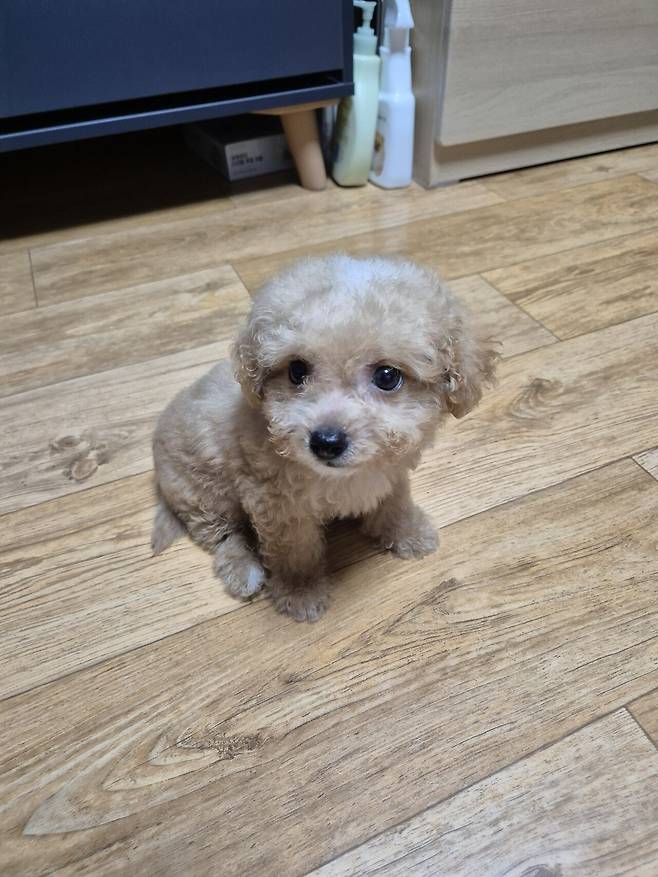 20240722_235409.jpg 데려온지 한달된 멍뭉이 근황!