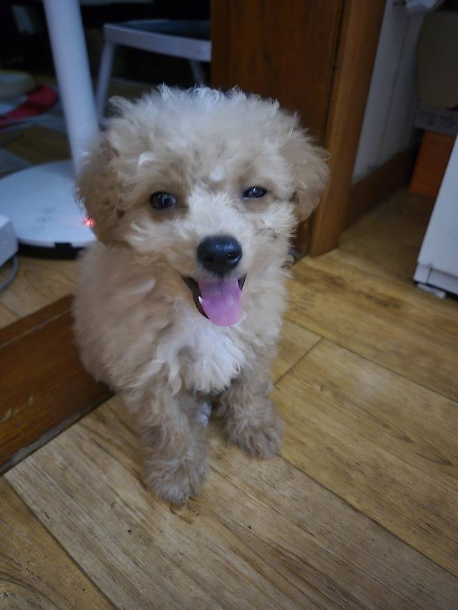 20240801_134118.jpg 데려온지 한달된 멍뭉이 근황!