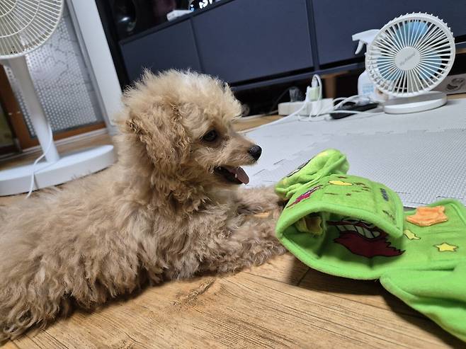 20240808_132149.jpg 데려온지 한달된 멍뭉이 근황!