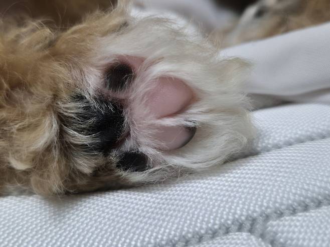 20240714_194617.jpg 데려온지 한달된 멍뭉이 근황!