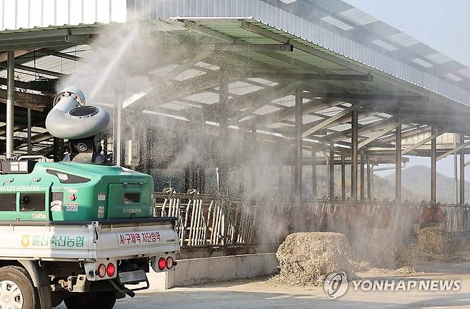 '럼피스킨 막아라'…축산농가 방역 ※ 기사와 직접적인 관계가 없습니다. [연합뉴스 자료 사진]