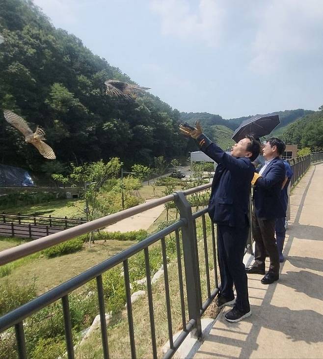 치료를 마친 '참매'가 자연으로 돌아가고 있다.