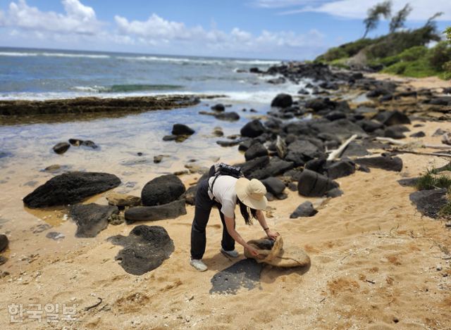 본지 원다라 기자가 지난 7월 하와이 카우아이섬의 해변에서 검은 고깔 등을 주워 자루에 담고 있다. 하와이=원다라 기자