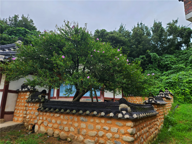 강릉 방동리의 무궁화 천연기념물 520호