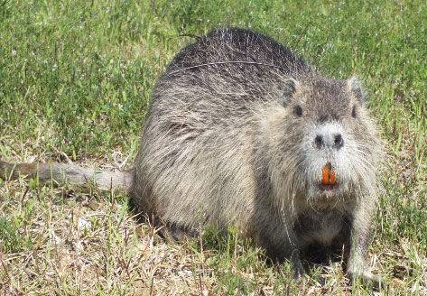 [대구=뉴시스] 뉴트리아. (사진=대구지방환경청 제공) 2024.08.14. photo@newsis.com *재판매 및 DB 금지
