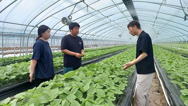[산청=뉴시스] 산청군청 산청군 엽채류 컨설팅 *재판매 및 DB 금지 *재판매 및 DB 금지