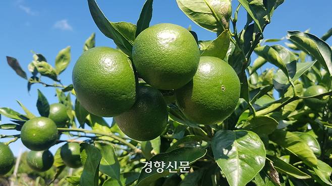 제주산 풋귤.  제주도 제공