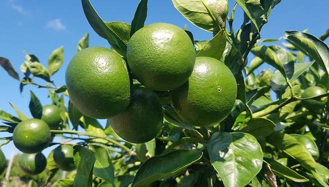 A picture of Jeju green tangerines. Courtesy of Jeju Island