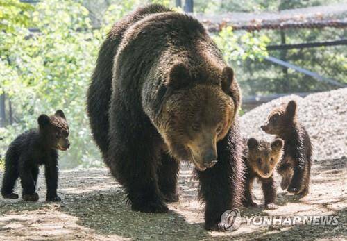 에버랜드 동물원의 불곰 가족 [에버랜드 제공. 연합뉴스 자료사진. 재판매 및 DB 금지]