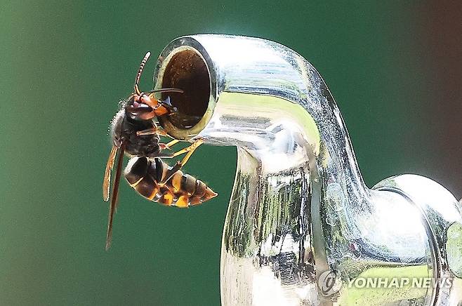 수도꼭지에 고여있는 물 먹는 벌 (수원=연합뉴스) 홍기원 기자 = 폭염이 이어지고 있는 16일 오후 경기도 수원시 한 공원에서 벌이 수도꼭지에 고여있는 물을 먹고 있다. 2024.8.16 xanadu@yna.co.kr