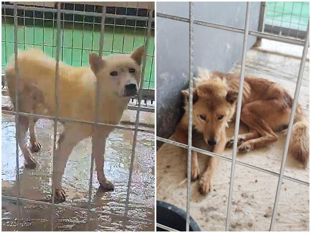 전남 진도군 유기동물보호소에서 보호중인 천연기념물 진돗개의 모습. 비글구조네트워크 제공