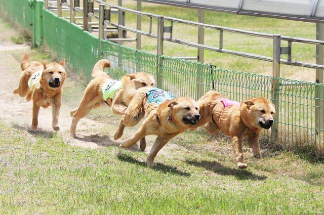 전남 진도군 진도개테마파크에서 진돗개들이 경주에 참여하고 있는 모습. ⓒ박준규