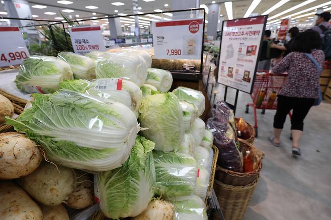 폭염으로 배추 가격이 오르는 가운데 9일 서울 시내 한 대형마트에서 배추를 판매하고 있다. [연합]