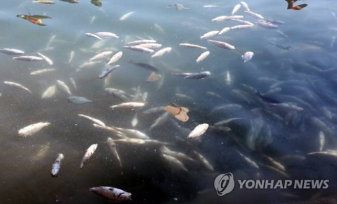 바다 위 집단 폐사한 물고기 [연합뉴스 자료사진]