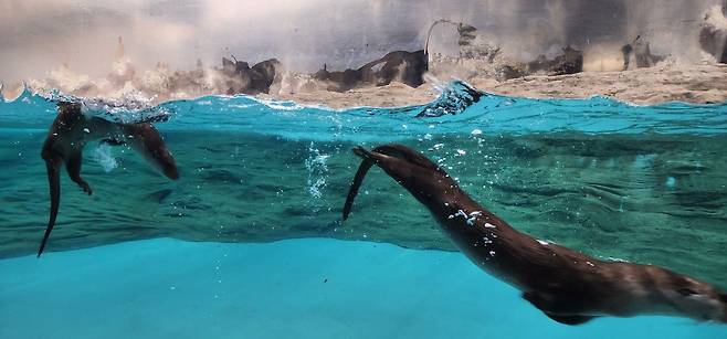 12일 서울어린이대공원에 공개된 아기 수달 한 쌍의 모습./임종덕 국가유산청 과장