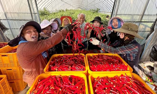 이성춘(가운데) 청양고추연구회 대표와 농장 노동자들이 지난 9일 교촌치킨에 납품할 홍고추를 들어 보이고 있다. 송인걸 기자