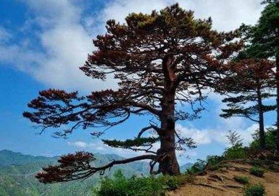 경북 울진군 금강송숲 대왕소나무가 말라가는 등 수세가 약해지고 있다. 사진 산림청