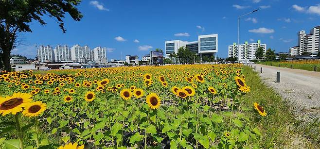 [진주=뉴시스]옛 진주역 철길 보행로 해바라기 만개. *재판매 및 DB 금지