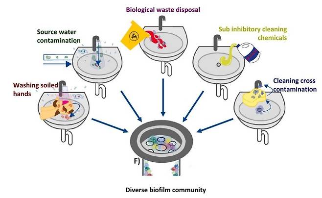세면대의 수도꼭지와 배수구에 형성되는 바이오필름은 병원성 미생물을 포함하는 미생물 군집을 형성할 수 있다. 다양한 바이오필름 군집(Diverse biofilm community)