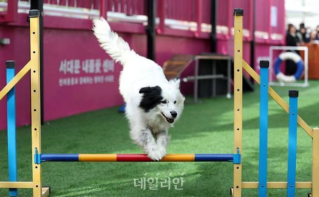 어질리티(강아지 스포츠)를 하고 있는 반려동물. ⓒ뉴시스