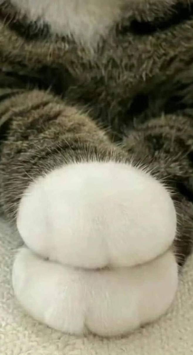 IMG_6212.jpeg 도라에몽 주먹냥이.jpg