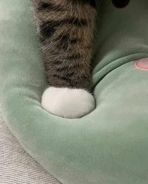 IMG_6215.jpeg 도라에몽 주먹냥이.jpg