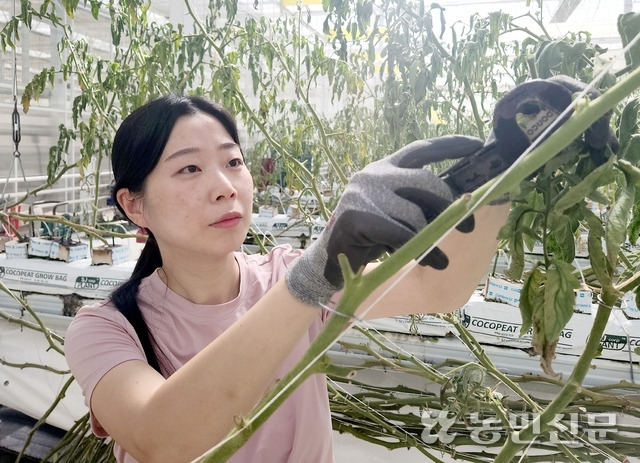 김수로씨가 전남 고흥 스마트팜 혁신밸리에서 수경재배가 끝난 작물의 줄기를 정리하고 있다.