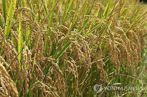 A rice field in Korea [YONHAP]