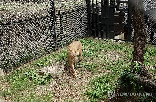 청주동물원 도착한 암사자 (청주=연합뉴스) 이성민 기자 = '갈비사자' 바람이의 딸 사자가 20일 오후 청주동물원 격리방사장에 들어와 흙바닥을 거닐고 있다. 2024.8.20 chase_arete@yna.co.kr