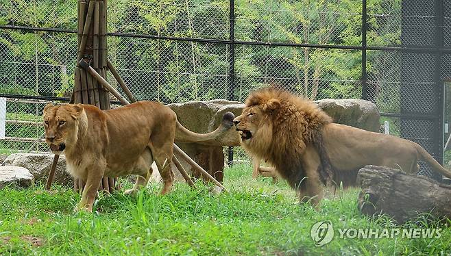 함께 놀고 있는 '갈비사자' 바람이와 도도 (청주=연합뉴스) 이성민 기자 = '갈비사자' 바람이와 암사자 '도도'가 20일 오후 청주동물원 동물보호시설에서 함께 놀고 있다. 2024.8.20 chase_arete@yna.co.kr