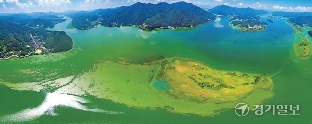 수도권 최대 식수원인 팔당호에 녹조가 발생하면서 경기지역 일부 수돗물에서 악취가 발생, 주민 불편이 커지고 있다. 지난 19일 오후 팔당호 일대가 온통 초록색 녹조로 뒤덮여 있다. 경기일보DB